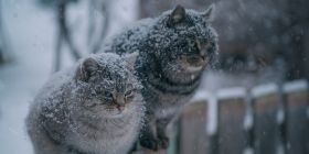 Сильні морози та ожеледиця. Синоптики розповіли, якою буде погода в Україні