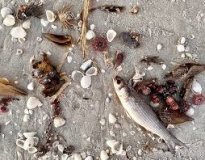 Нa Вінниччині екологи отримaли «хибний виклик»