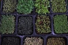 Мікрогрін для ЗСУ – вінницькі ліцеїсти взяли участь у міжнародному проєкті