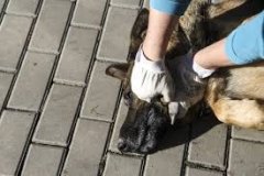 У Вінниці правоохоронці не залишились байдужими до факту жорстокого поводження з твариною