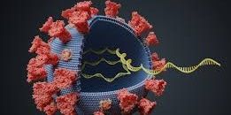 Став більш заразним: вчені заявили про мутацію коронавірусу