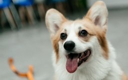 Збір підписів за створення зоополіції в Україні досяг необхідного порогу: петиція передана на розгляд уряду