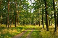 Понад 100 гектарів земель у Вінницькій громаді можуть отримати статус самозаліснених