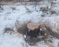 У Липовецькій громаді виявили незаконну рубку дерев у полезахисній лісосмузі
