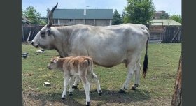 У Подільському зоопарку народилося теля рідкісної угорської сірої породи