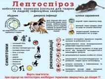 Лептоспіроз: що потрібно знати, щоб захистити себе