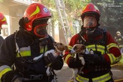 Вінницькі рятувальники ліквідували пожежу та врятували трьох домашніх улюбленців