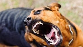 У Тиманівці підтвердили сказ у домашнього собаки: у селі запровадили карантин