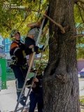 У Вінниці 9-річний хлопчик застряг на дереві — рятувальники допомогли спуститися