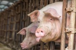 У Вінницькому районі зафіксовано спалах африканської чуми свиней