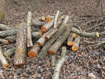 На Вінниччині зафіксували незаконну порубку дерев на самозалісеній ділянці