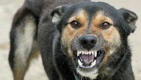 У Калинівці лабораторно підтвердили сказ у домашньої тварини