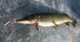 На Тульчинщині з 15 лютого заборонять вилов щуки