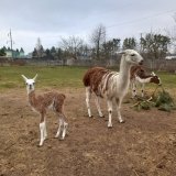 У Подільському зоопарку народилося дитинча лами: запрошуємо познайомитися!