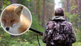 У Тульчинському надлісництві 28 лютого проведуть відстріл хижаків