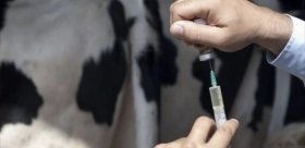 Небезпечна покупка: у Хмільницькому районі в корови виявили лейкоз