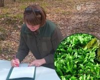 Штраф за черемшу: на Вінниччині покарали порушників