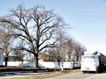 Дуби-ветерани Вінниччини – живі символи історії та природи