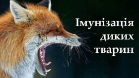 На Вінниччині стартує весняна імунізація диких тварин від сказу: просять не чіпати приманки