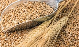 Аграрії Вінниччини намолотили понад 2,5 млн тонн зерна