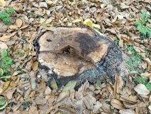 У Бершадській громаді чоловіка притягнули до відповідальності за самовільне зрізання горіха