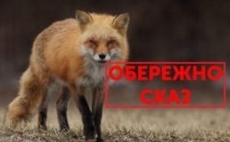 У Хмільнику виявлено сказ у лисиці: постраждали дитина та собака