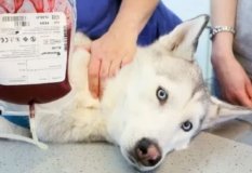 У Вінниці запрацює сервіс переливання крові для домашніх тварин