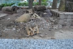 Маленьке диво в Подільському зоопарку: у сурікатів поповнення!