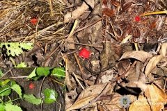 У Вінниці затримали 24-річного закладчика з Миколаєва