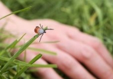 За півроку у Вінниці виявлено 10 випадків хвороби Лайма