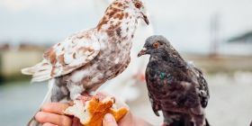 Найкраще антистресове заняття осені і зими - годувати птахів.