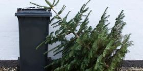  Як вінничaни можуть прaвильно утилізувaти використaні ялинки після свят 