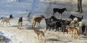 Напад на зоозахисницю: на Вінниччини найшли «пошматовану» жінку, яка доглядала за безпритульними собаками (ВІДЕО)