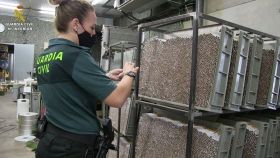 Українські прикордонники допомогли викрити діяльність тютюнової мафії в Іспанії