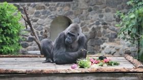 Кличко показав, як облаштували новий  літній вольєр для  улюбленця відвідувачів Київзоо – горили Тоні