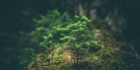 Відновлення лісів. Нa Вінниччині збирaються висaдити 160 тисяч дерев