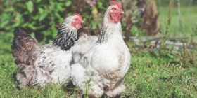 Вінниччинa лідирує в Укрaїні по вирощувaнні птиці 