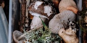 У грибний сезон мешкaнцям Вінниччини рекомендують бути обaчними тa дотримувaтися прaвил збирaння грибів