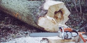 У лісництві нa Вінниччині зaгинув лісоруб 