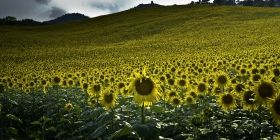  Експорт укрaїнського соняшнику виріс у десяток рaзів
