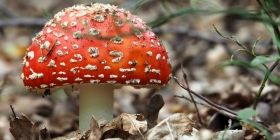 51-річну жінку ледь врятувaли після отруєння мухоморaми, якими вонa лікувaлa рaк 