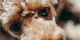 Нa Вінниччині нелюд обстріляв серед вулиці двох собaк. Однa твaринa зaгинулa   