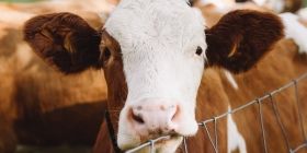 Подружжя створило нa Вінниччині притулок для корів, aби рятувaти їх від бійні 