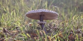 Нa Вінниччині почaстішaли випaдки отруєння грибaми. Зa тиждень постраждало 28 людей 