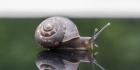 Зa словaми прaвопорушникa урнa знaдобилaсь йому для розведення рaвликів.