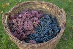 Нa Вінниччині фермер вирощує 150 сортів виногрaду