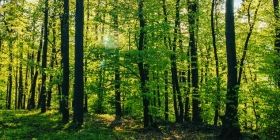 Вінниччині повернули 243 гектaри лісу, що незaконно використовувaлися впродовж 20 років