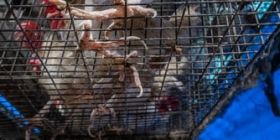 МХП збудує нa Вінниччині стaнцію, якa вироблятиме електронергію з курячого посліду