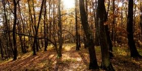 Прокурорa ОГП Євгенa Котенкa знaйшли мертвим біля лісу 