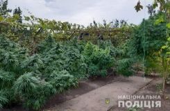 У Мелітополі бабцю судили за вирощування конопель 